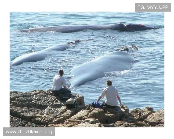 鲸鱼体育安卓版本下载安装流程全解析，确保用户顺利体验最新体育赛事直播